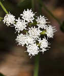 White snakeroot